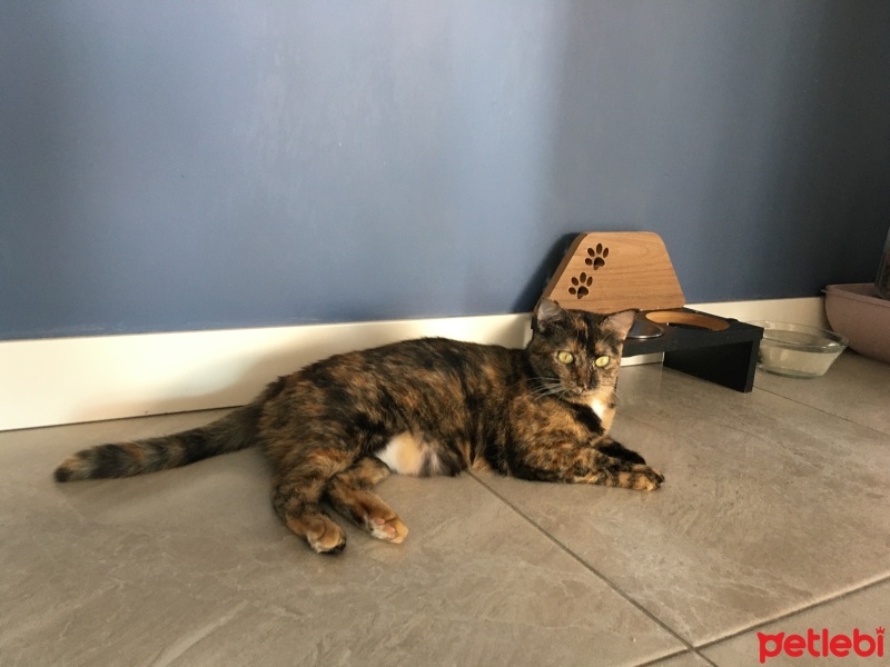 Tekir Kedi, Kedi  Bal fotoğrafı