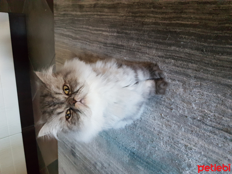İran Kedisi (Persian), Kedi  Ponçik fotoğrafı