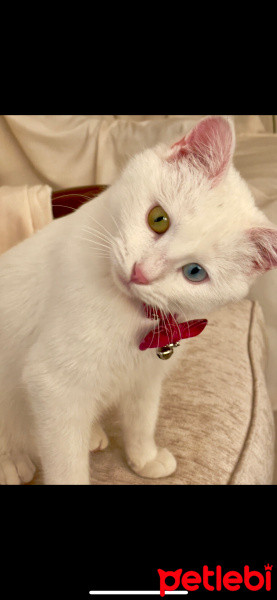 Van Kedisi, Kedi  Limon fotoğrafı