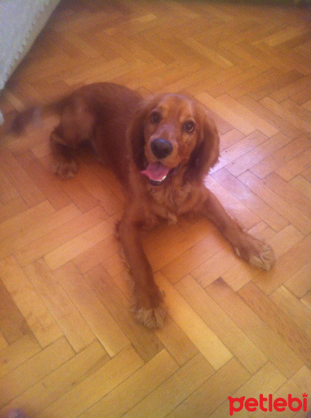 Amerikan Cocker Spaniel, Köpek  Şat fotoğrafı