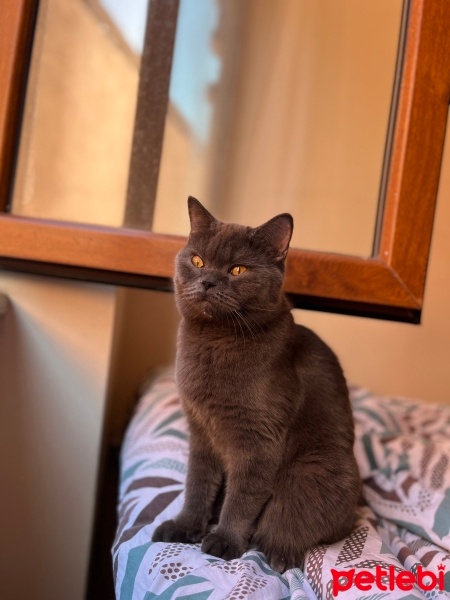 British Shorthair, Kedi  Pamuk fotoğrafı