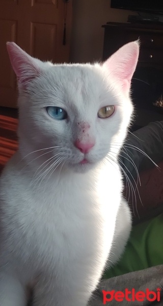 Van Kedisi, Kedi  Pamuk fotoğrafı