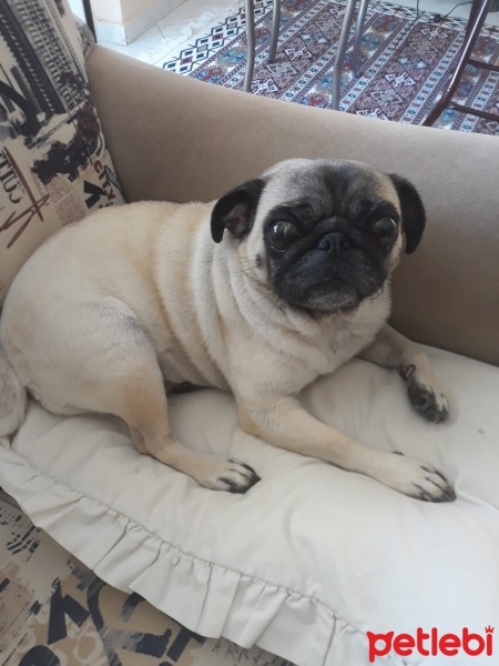 Pug, Köpek  düğme fotoğrafı