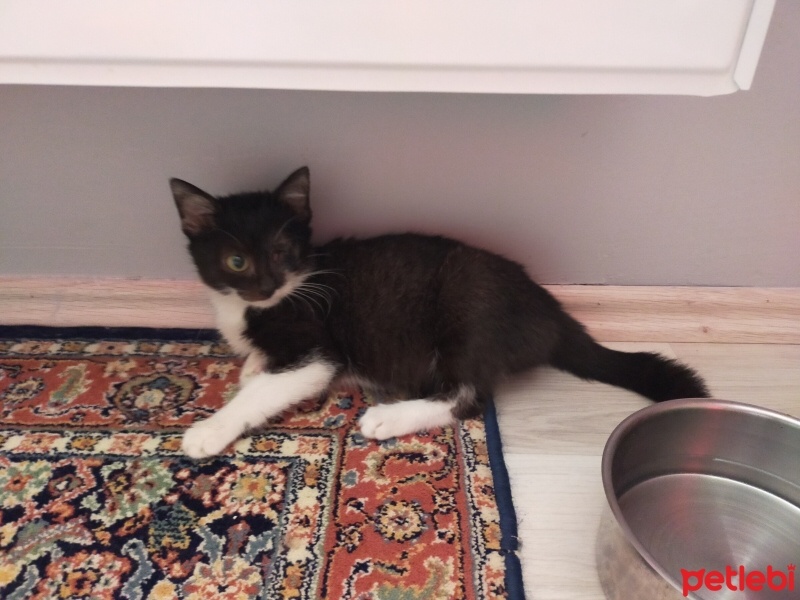 Tuxedo (Smokin) Kedi, Kedi  GÖZÜM fotoğrafı