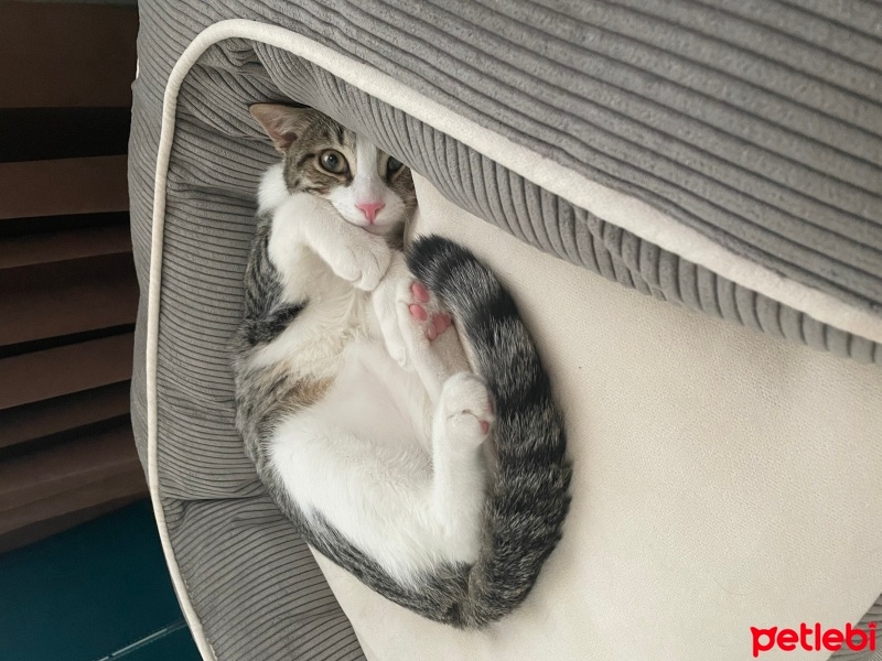 Tekir Kedi, Kedi  Mia fotoğrafı