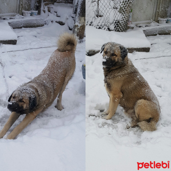 Kangal, Köpek  ZORBA fotoğrafı