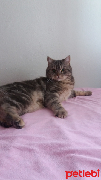 Scottish Fold, Kedi  Rifki fotoğrafı