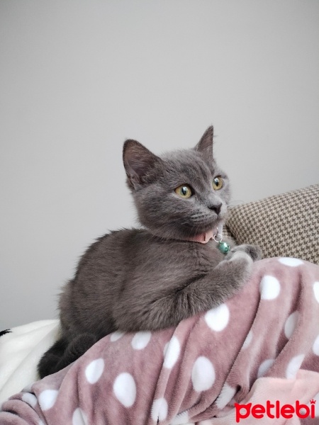 Mavi Rus, Kedi  Gölge fotoğrafı