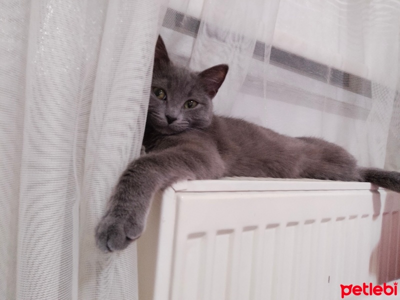 Mavi Rus, Kedi  Gölge fotoğrafı