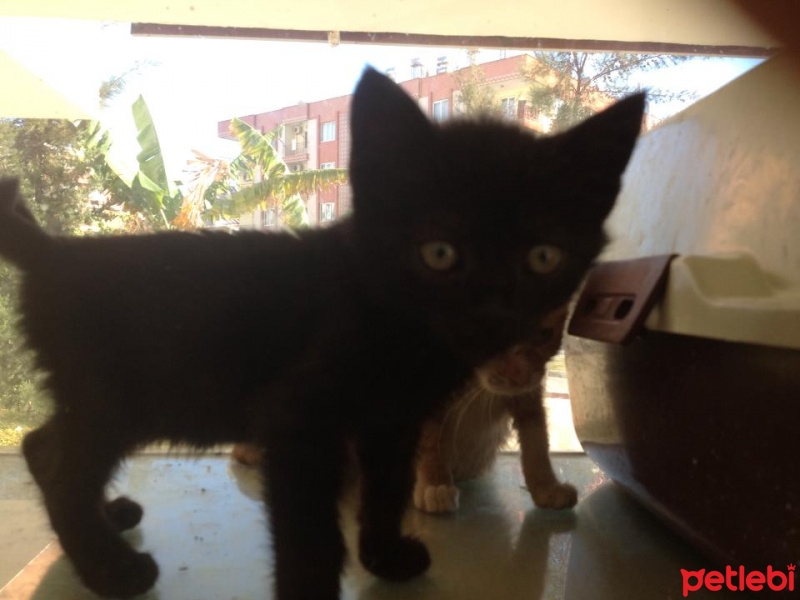 Bombay, Kedi  Bombir fotoğrafı