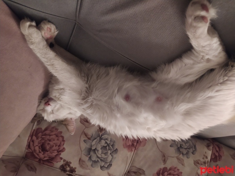 Tekir Kedi, Kedi  Zilli fotoğrafı