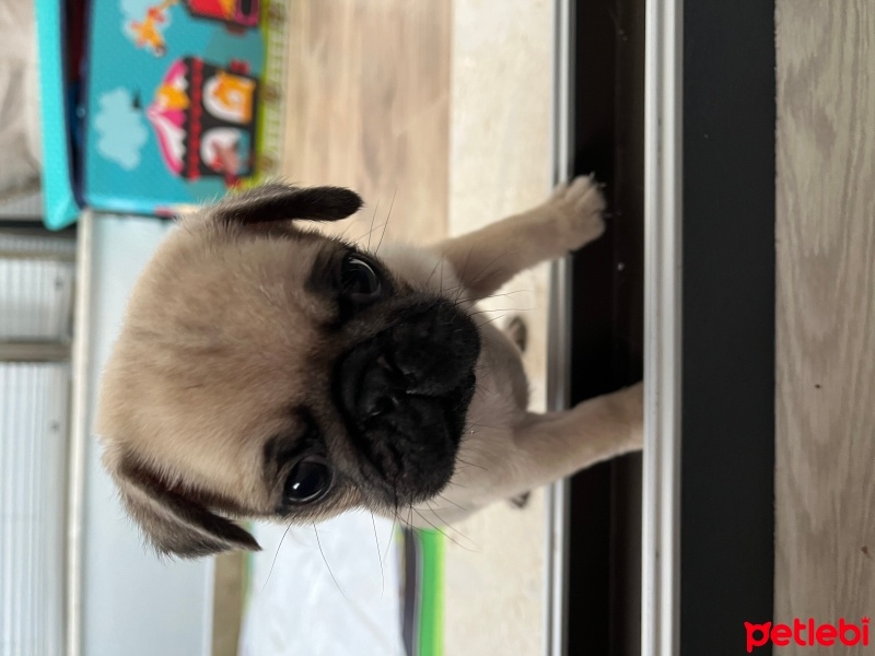 Pug, Köpek  Boby fotoğrafı