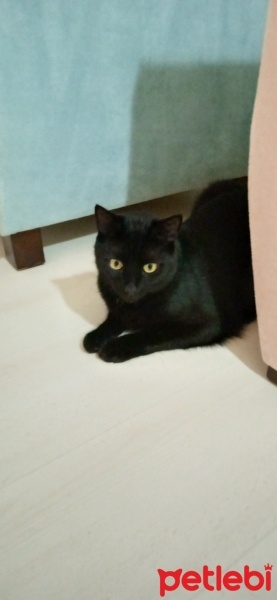 Bombay, Kedi  Şans fotoğrafı