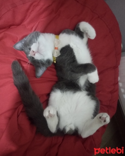 British Shorthair, Kedi  Duman fotoğrafı