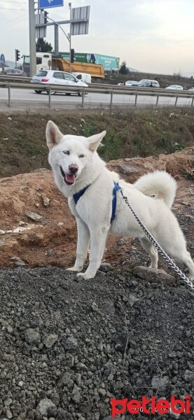 Sibirya Kurdu (Husky), Köpek  Ceku fotoğrafı