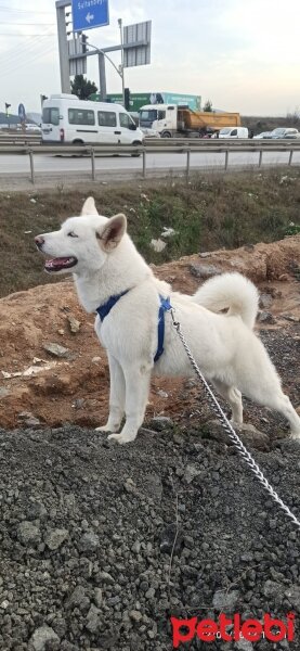 Sibirya Kurdu (Husky), Köpek  Ceku fotoğrafı