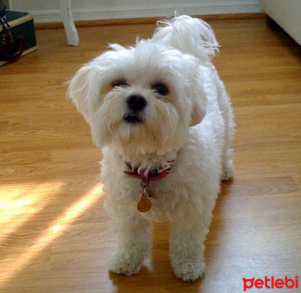 Maltese, Köpek  tohlili fotoğrafı