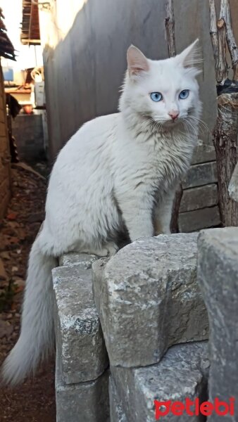 Ankara Kedisi, Kedi  Prenses fotoğrafı