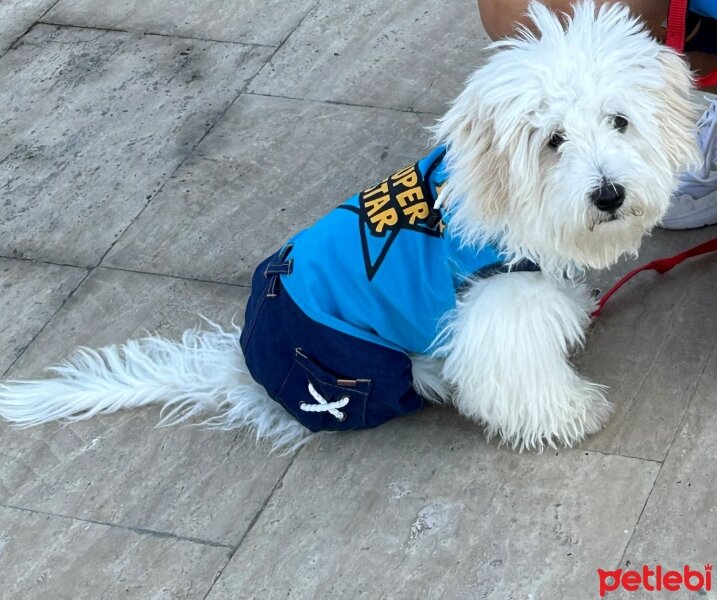 Maltese, Köpek  snowy fotoğrafı