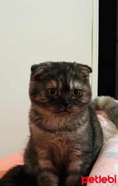 Scottish Fold, Kedi  Gece fotoğrafı