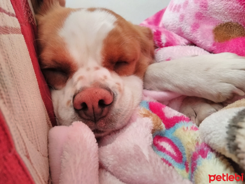 Alman Av Terrieri, Köpek  Pörtlek fotoğrafı