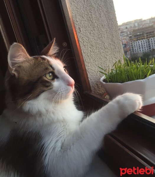 Tekir Kedi, Kedi  Boncuk fotoğrafı