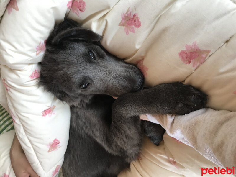 Sokö (Sokak Köpeği), Köpek  Duman fotoğrafı