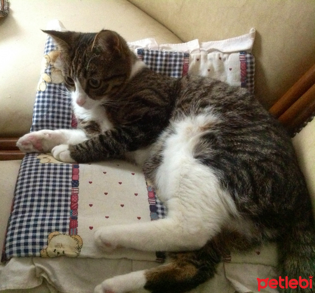 Tekir Kedi, Kedi  Kızım fotoğrafı