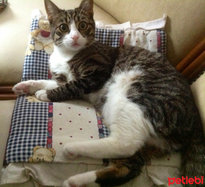 Tekir Kedi, Kedi  Kızım fotoğrafı