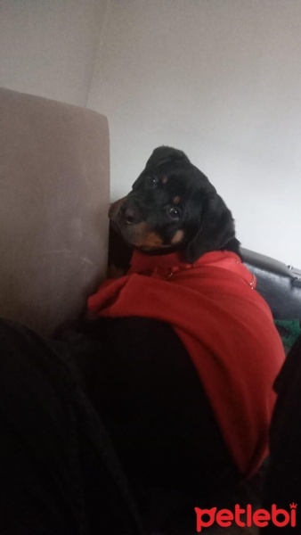 Rottweiler, Köpek  Max fotoğrafı