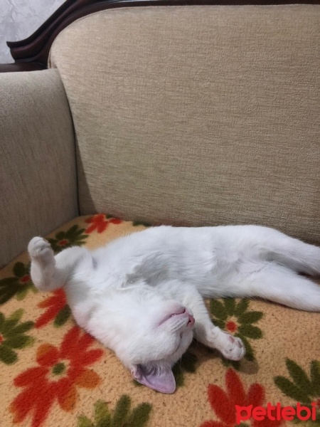 Ankara Kedisi, Kedi  Pamuk fotoğrafı