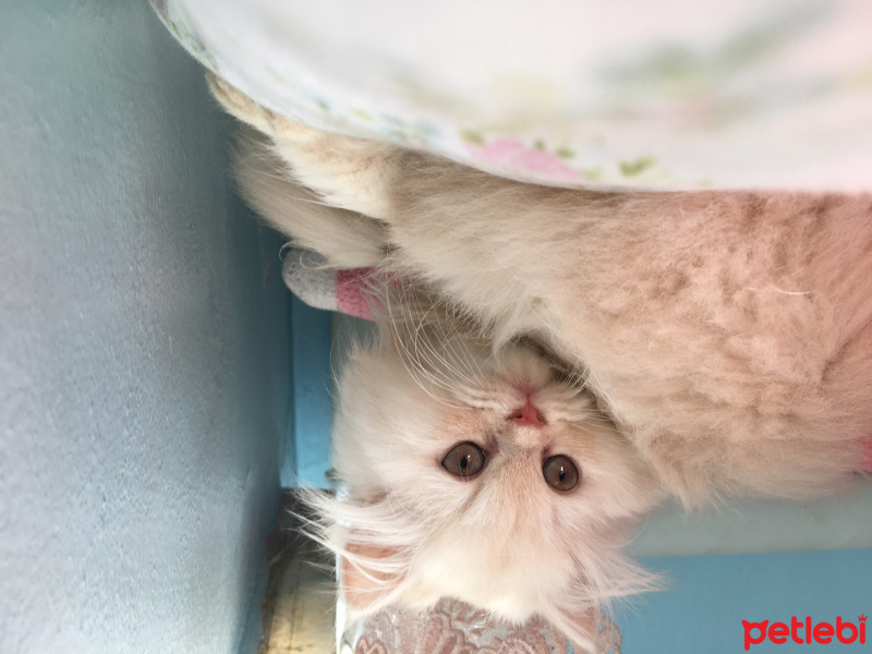 Chinchilla, Kedi  Köpük fotoğrafı