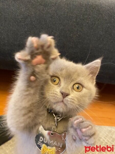 British Shorthair, Kedi  DUMAN fotoğrafı