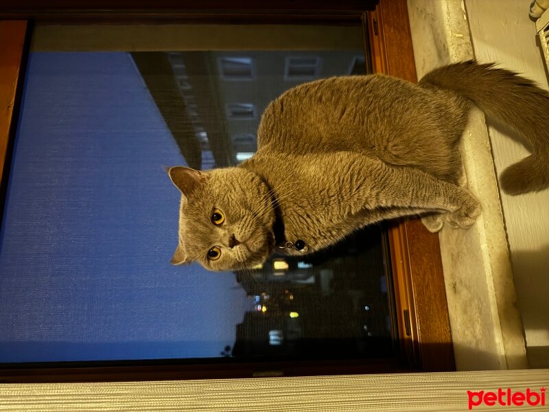 British Shorthair, Kedi  DUMAN fotoğrafı