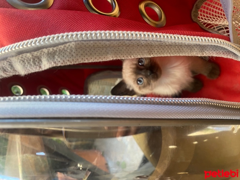 Siyam Kedisi, Kedi  Lola fotoğrafı