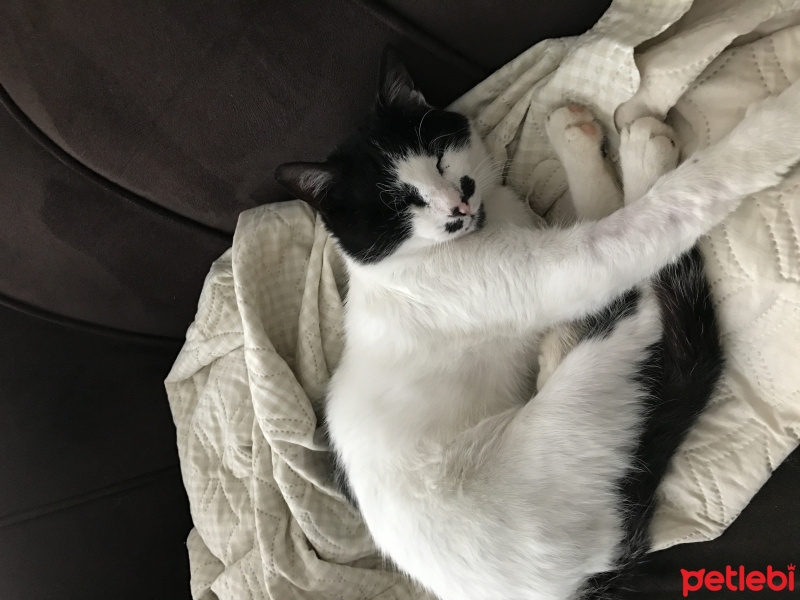 Tekir Kedi, Kedi  Bilmiyorum  fotoğrafı