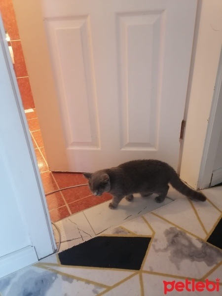 British Shorthair, Kedi  Boncuk fotoğrafı