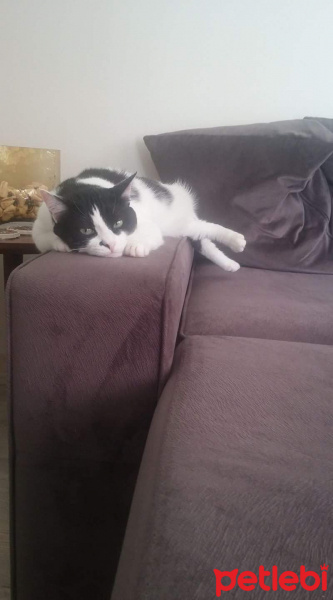 Tuxedo (Smokin) Kedi, Kedi  Carlos fotoğrafı
