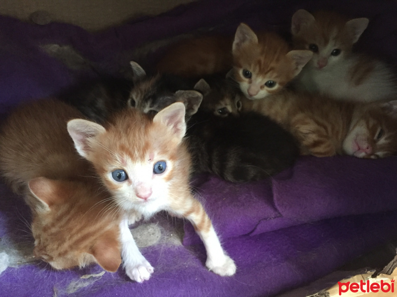 Tekir Kedi, Kedi  7 kucuk yavru fotoğrafı