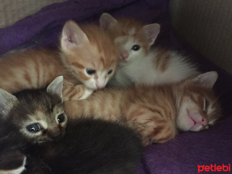 Tekir Kedi, Kedi  7 kucuk yavru fotoğrafı