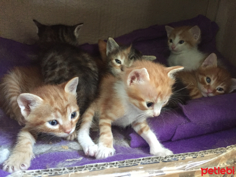 Tekir Kedi, Kedi  7 kucuk yavru fotoğrafı