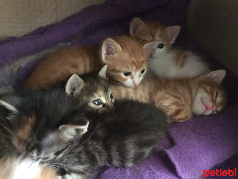 Tekir Kedi, Kedi  7 kucuk yavru fotoğrafı