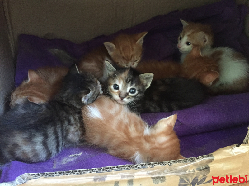 Tekir Kedi, Kedi  7 kucuk yavru fotoğrafı