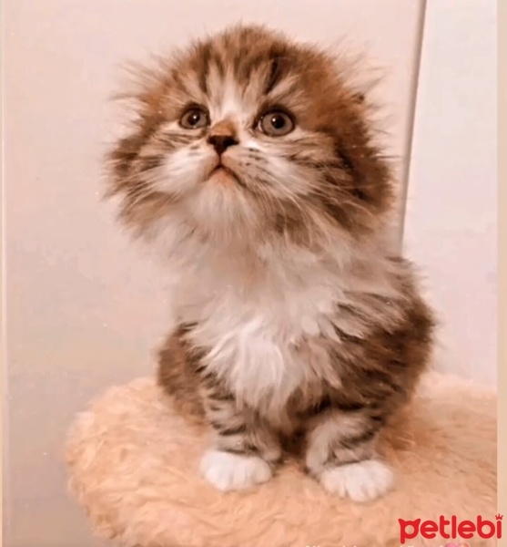 Scottish Fold, Kedi  Minnoş fotoğrafı