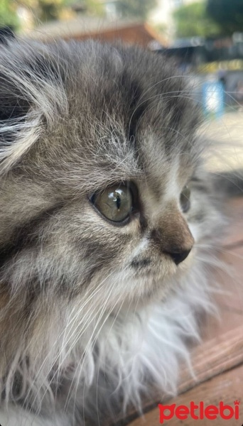 Scottish Fold, Kedi  Minnoş fotoğrafı
