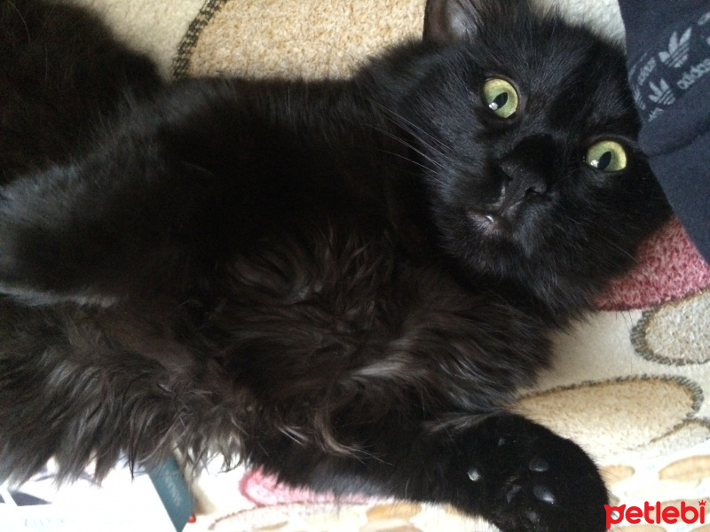 Soke, Kedi  Müezza fotoğrafı
