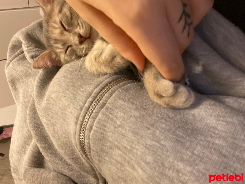 Tekir Kedi, Kedi  Mia fotoğrafı