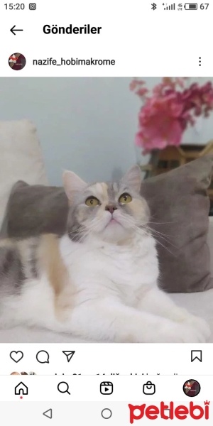British Shorthair, Kedi  Fisun fotoğrafı