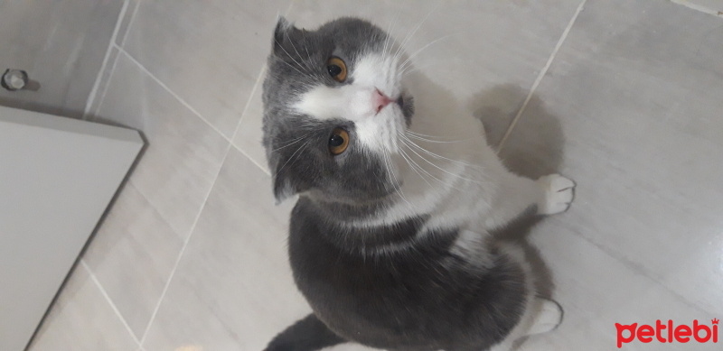 Scottish Fold, Kedi  Çiko fotoğrafı