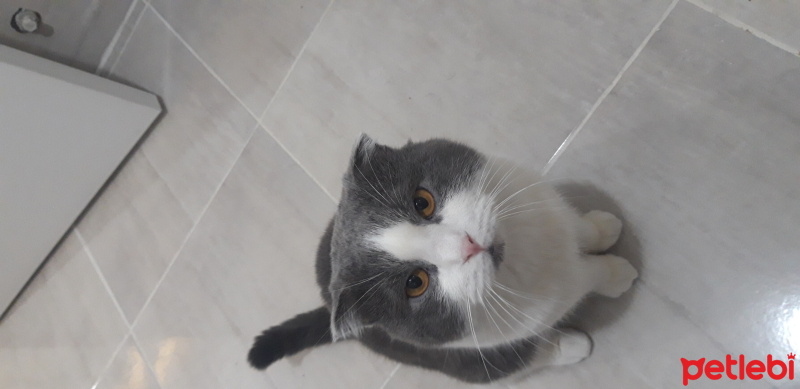 Scottish Fold, Kedi  Çiko fotoğrafı
